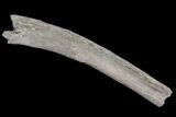 Mosasaur (Platecarpus) Rib Section - Kansas #93764-1